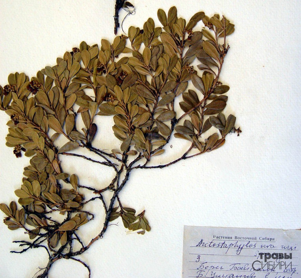 Arctostaphylos Uva ursi L Spreng 